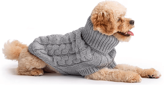 Discover PetLiveliest's Stylish and Affordable Dog Clothing Collection - PetLiveliest