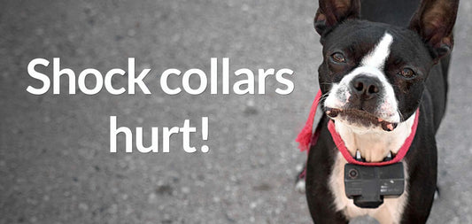 Do Not Use a Shock Collar for Your Dog – Safer Alternatives from PetLiveliest - PetLiveliest