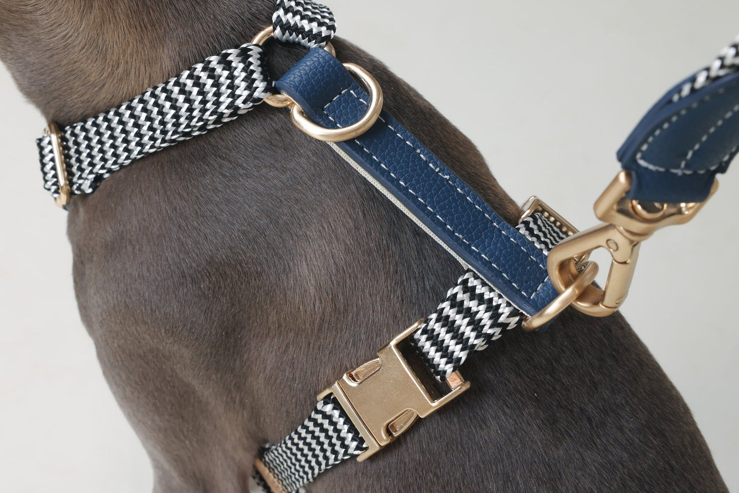 How to Choose the Perfect Harness for Your Dog - PetLiveliest