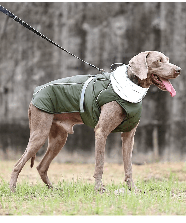 How to Keep Your Dog Warm and Safe This Winter: Introducing Our Luxury Reflective Dog Jacket - PetLiveliest