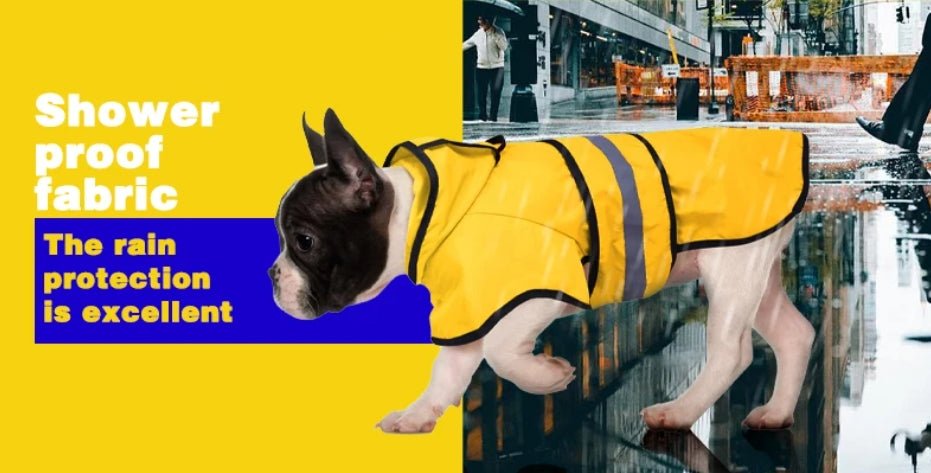 Reddit’s Popular Question: How to Keep Your Dog Dry During the Rainy Season? - PetLiveliest