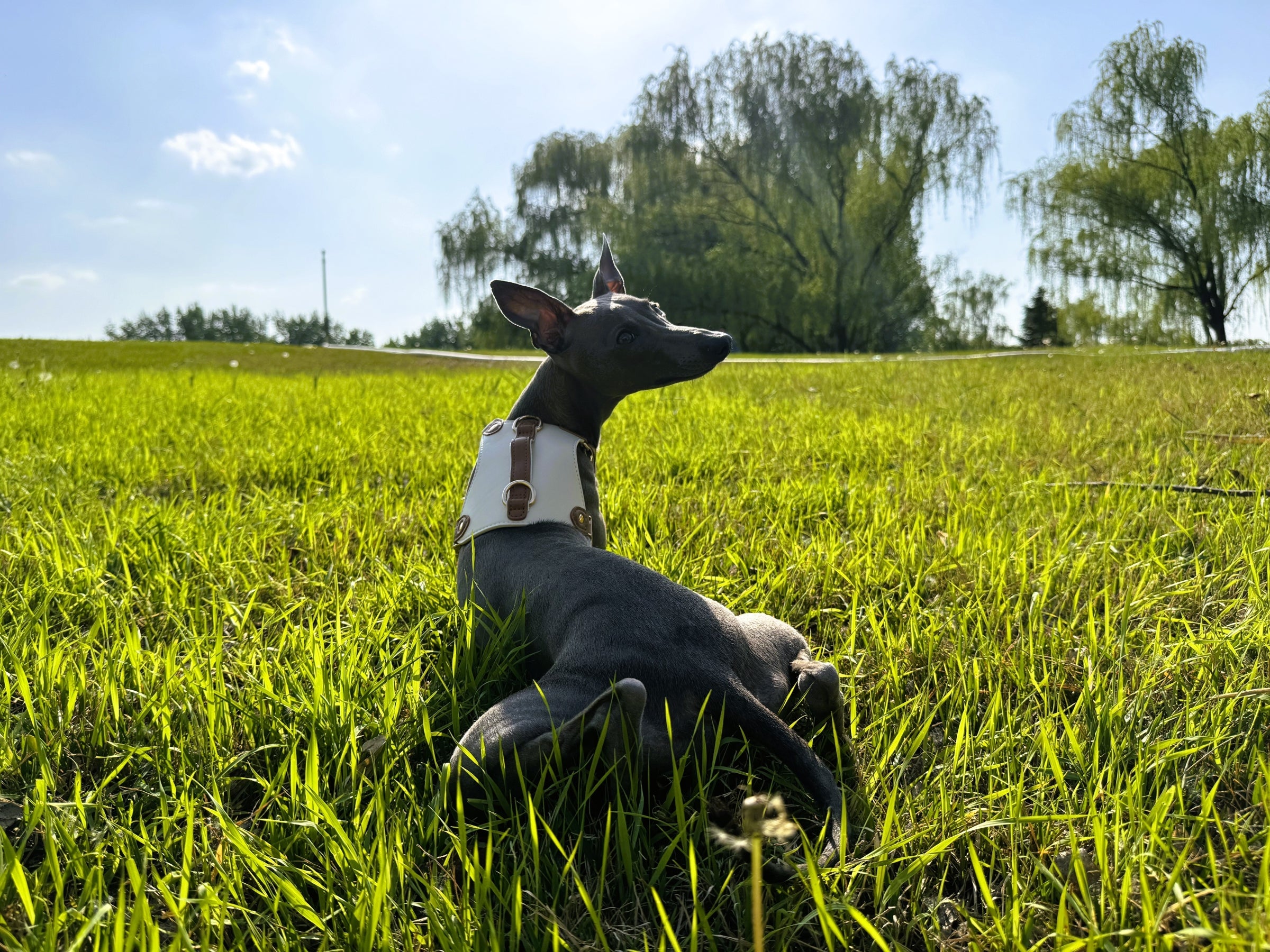 What Makes Leather Dog Harnesses the Best Choice for Your Pet? - PetLiveliest