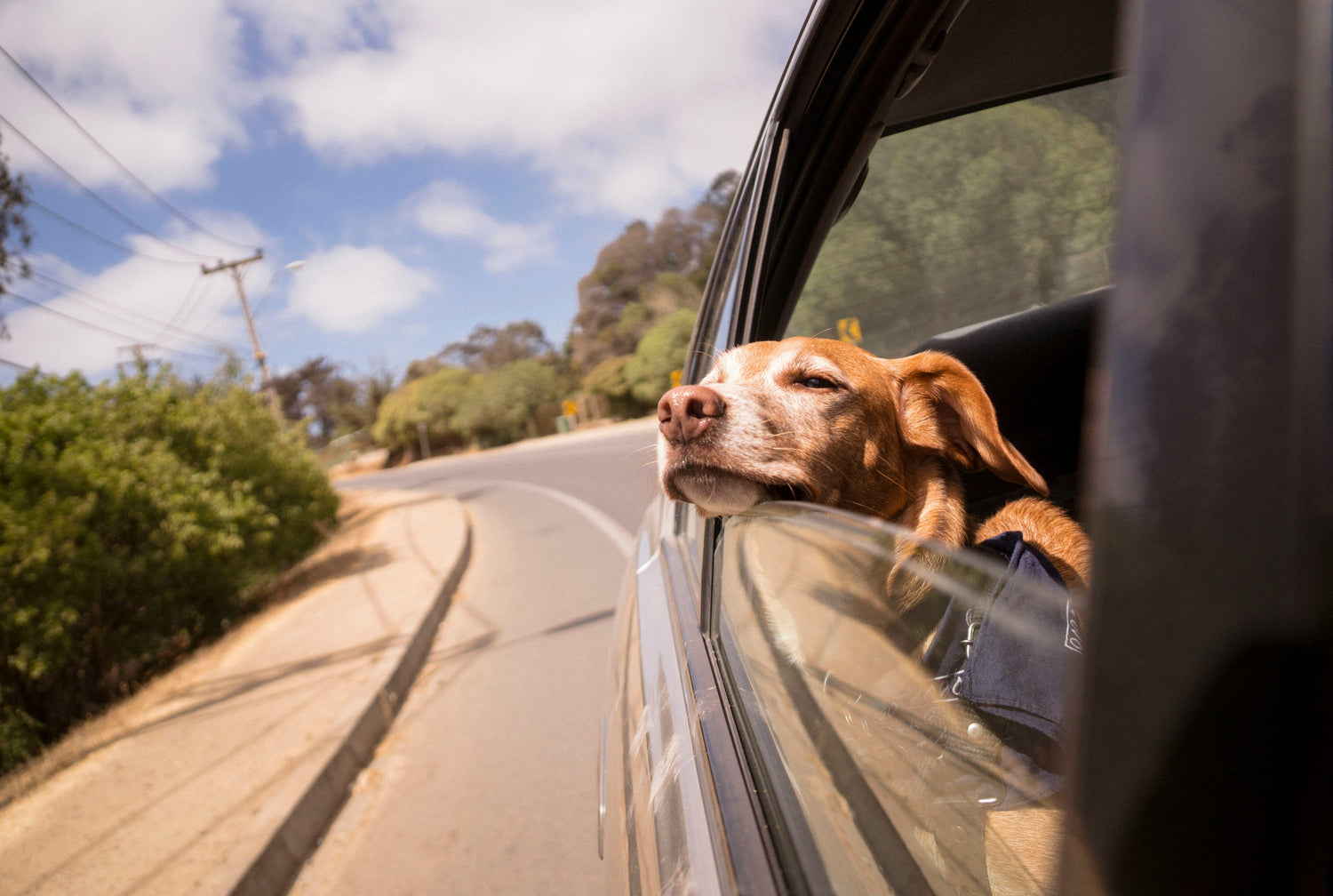 Understanding the Importance of Pet Safety During Travel - PetLiveliest