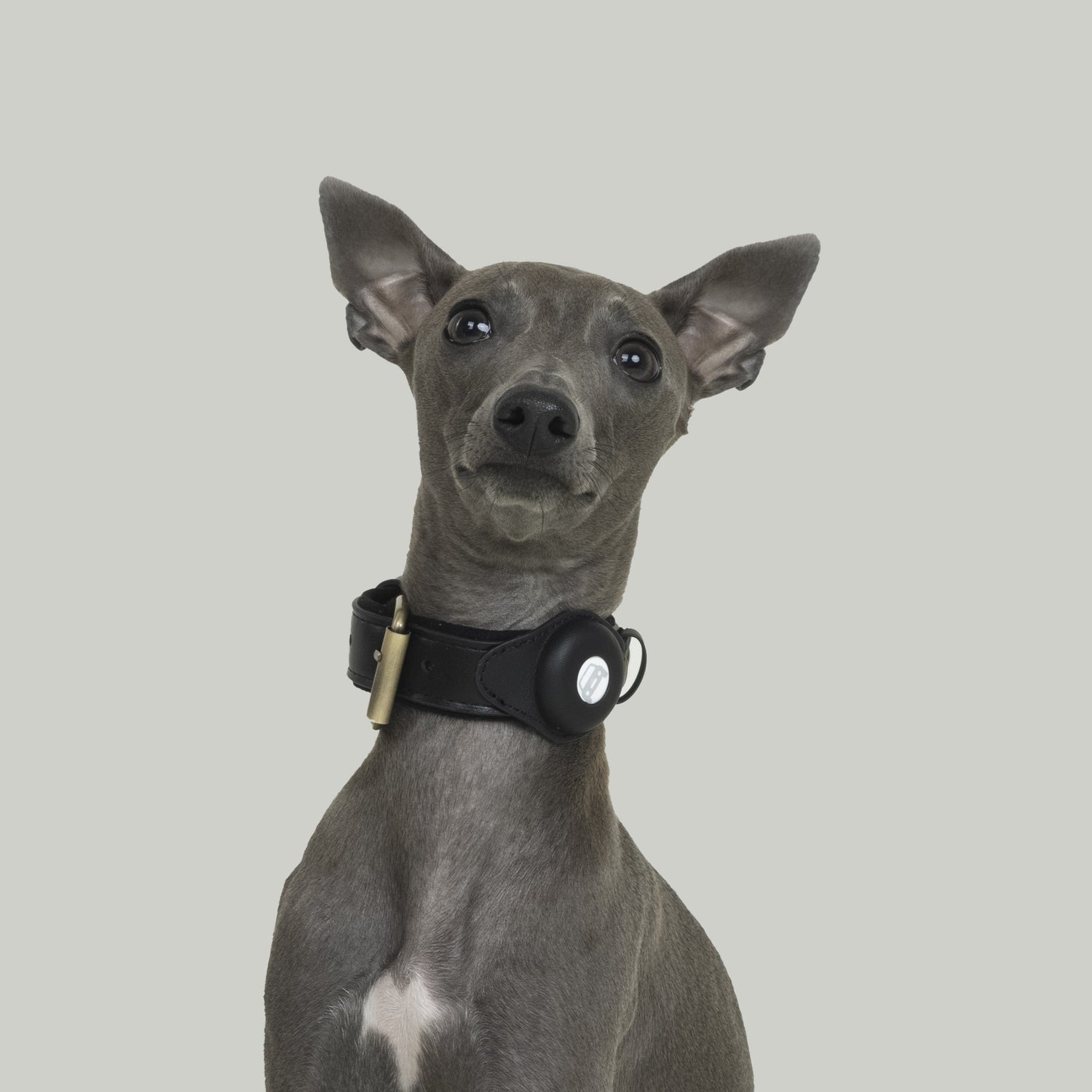 Collar - PetLiveliest