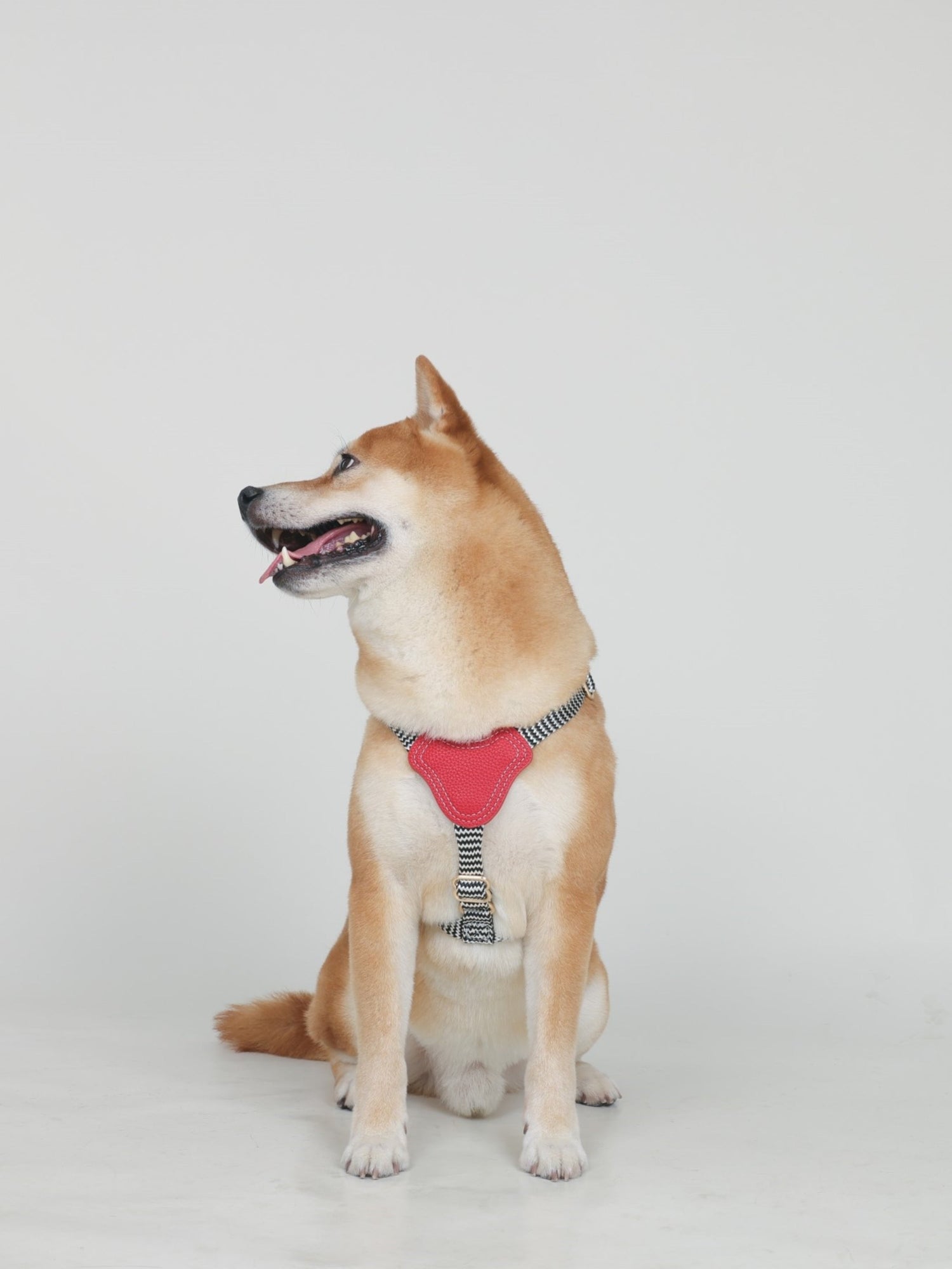 Vanguard Collection - Designer Dog Harnesses & AirTag Collars | PetLiveliest