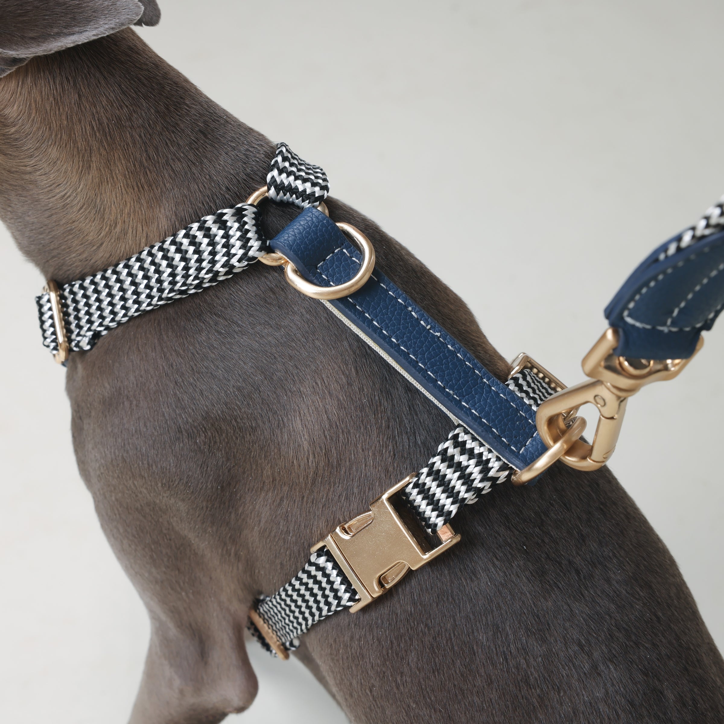 blue dog harness on a Greyhound