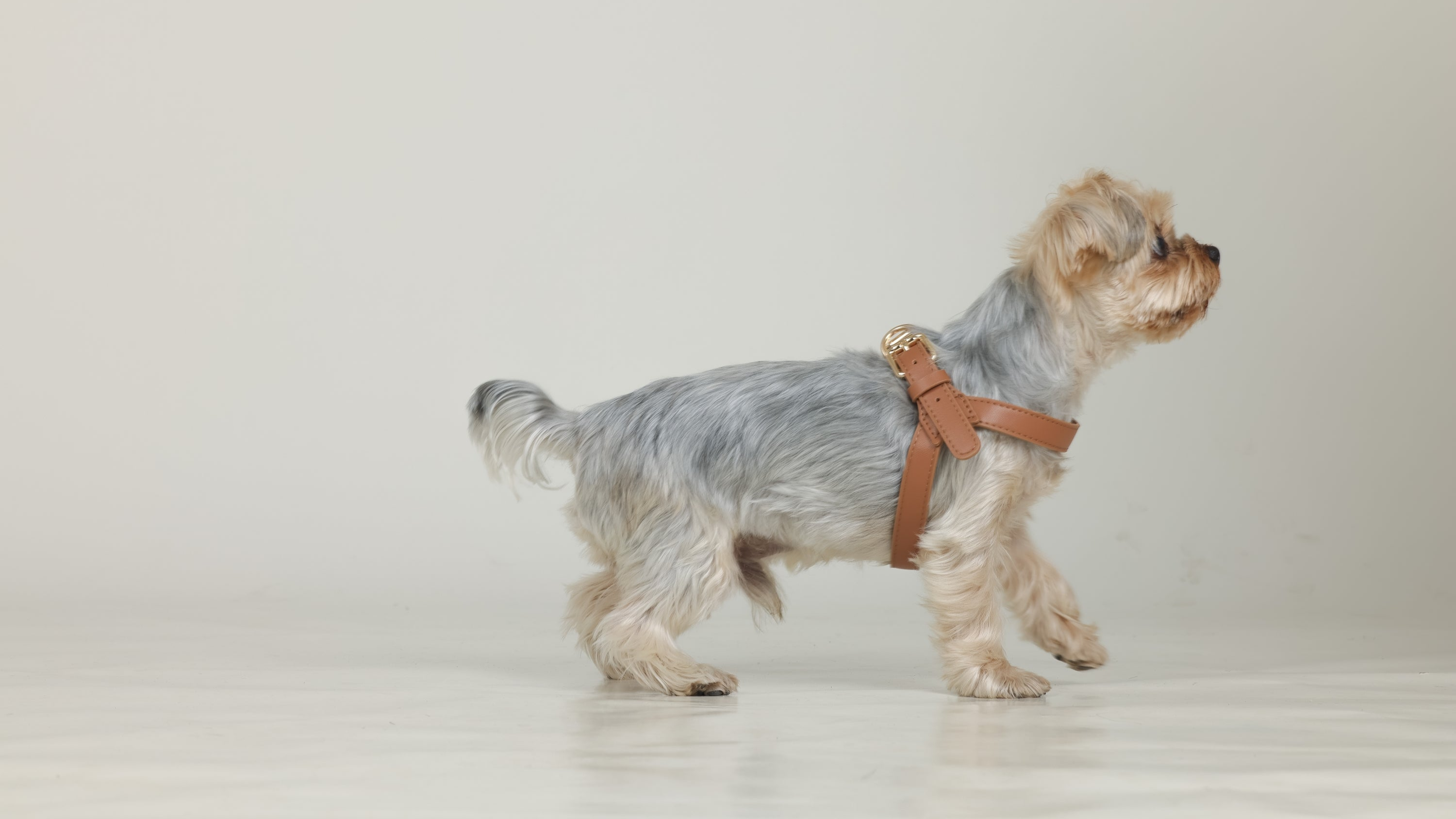 Petliveliest's "Arma Harness Bear Brown" offers sturdy leather craftsmanship, combining functionality with fashionable design.