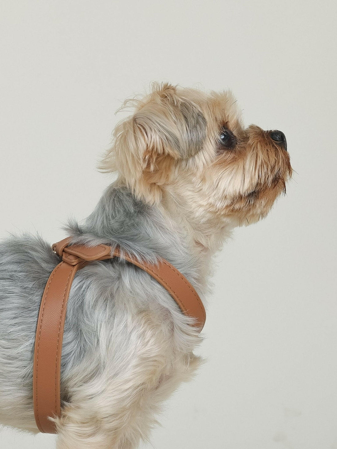 ARMA HARNESS - BEAR BROWN - PetLiveliest - PetLiveliest