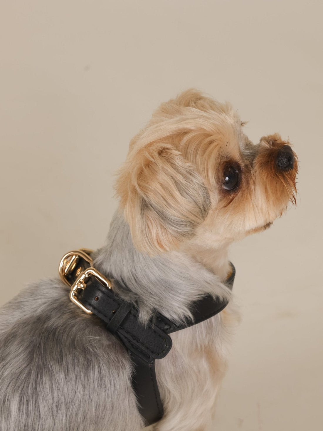 ARMA HARNESS - BLACK/YELLOW - PetLiveliest - PetLiveliest