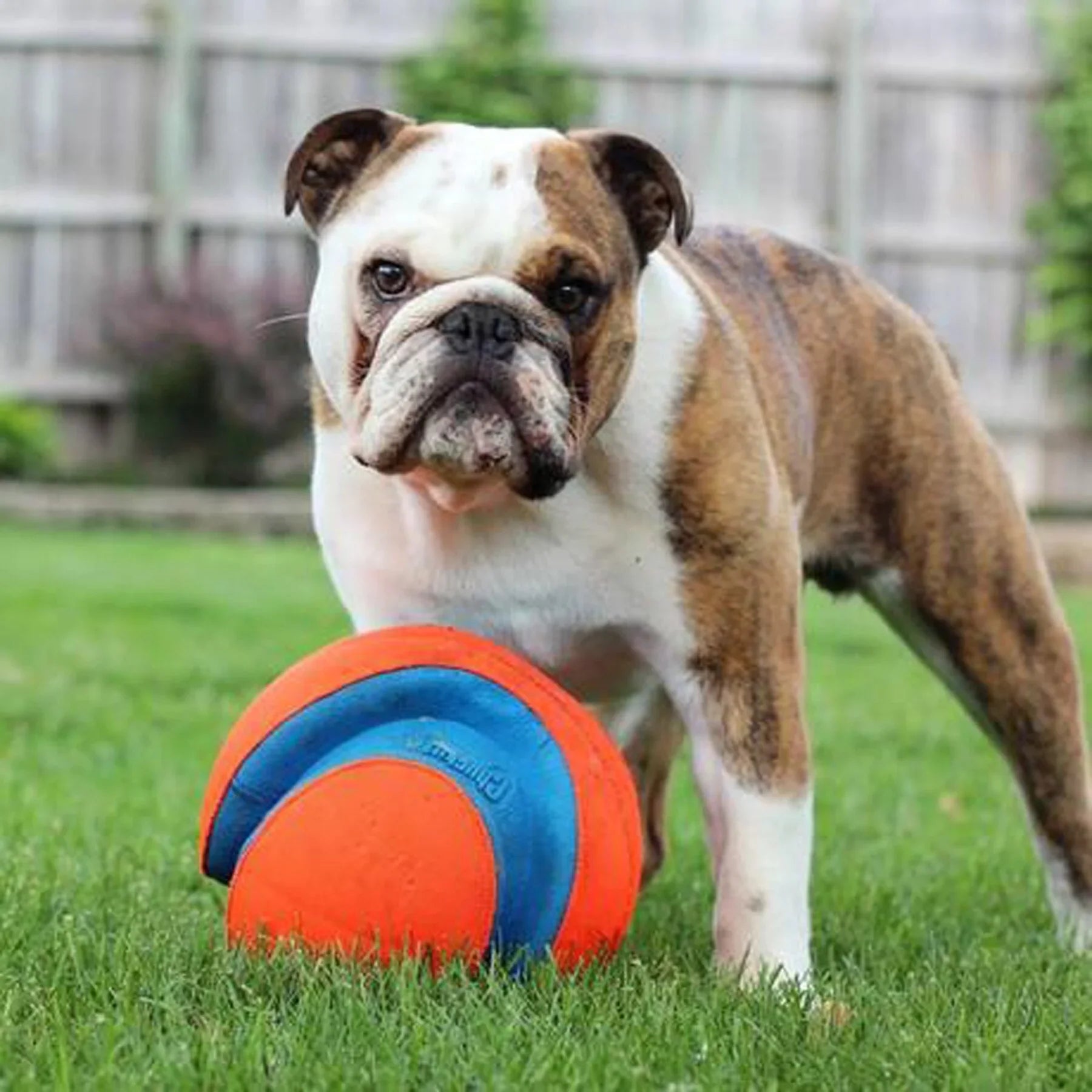 Chuckit! Kick Fetch Ball Dog Toy - PetLiveliest - PetLiveliest - 互动 - 宠物 - 户外