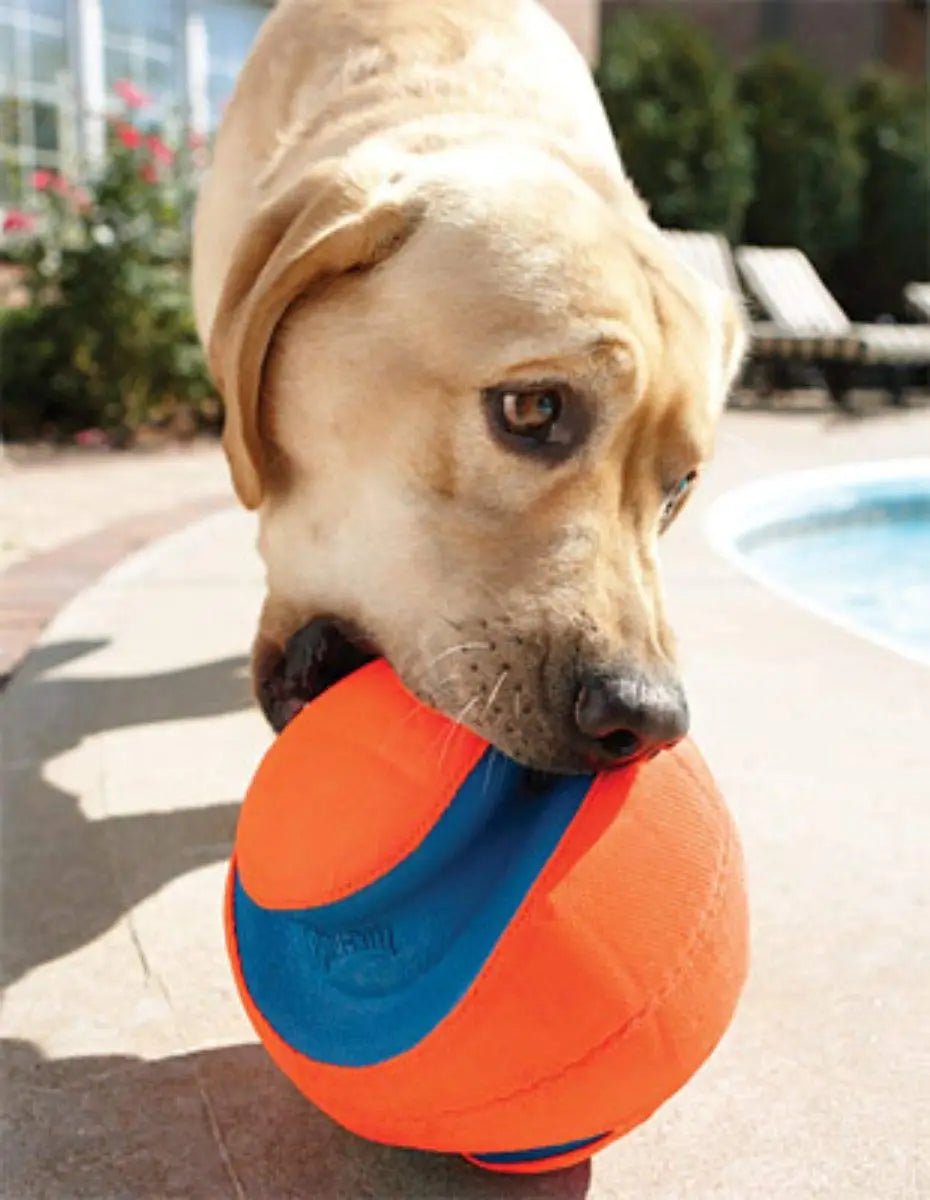 Chuckit! Kick Fetch Ball Dog Toy - PetLiveliest - PetLiveliest - 互动 - 宠物 - 户外