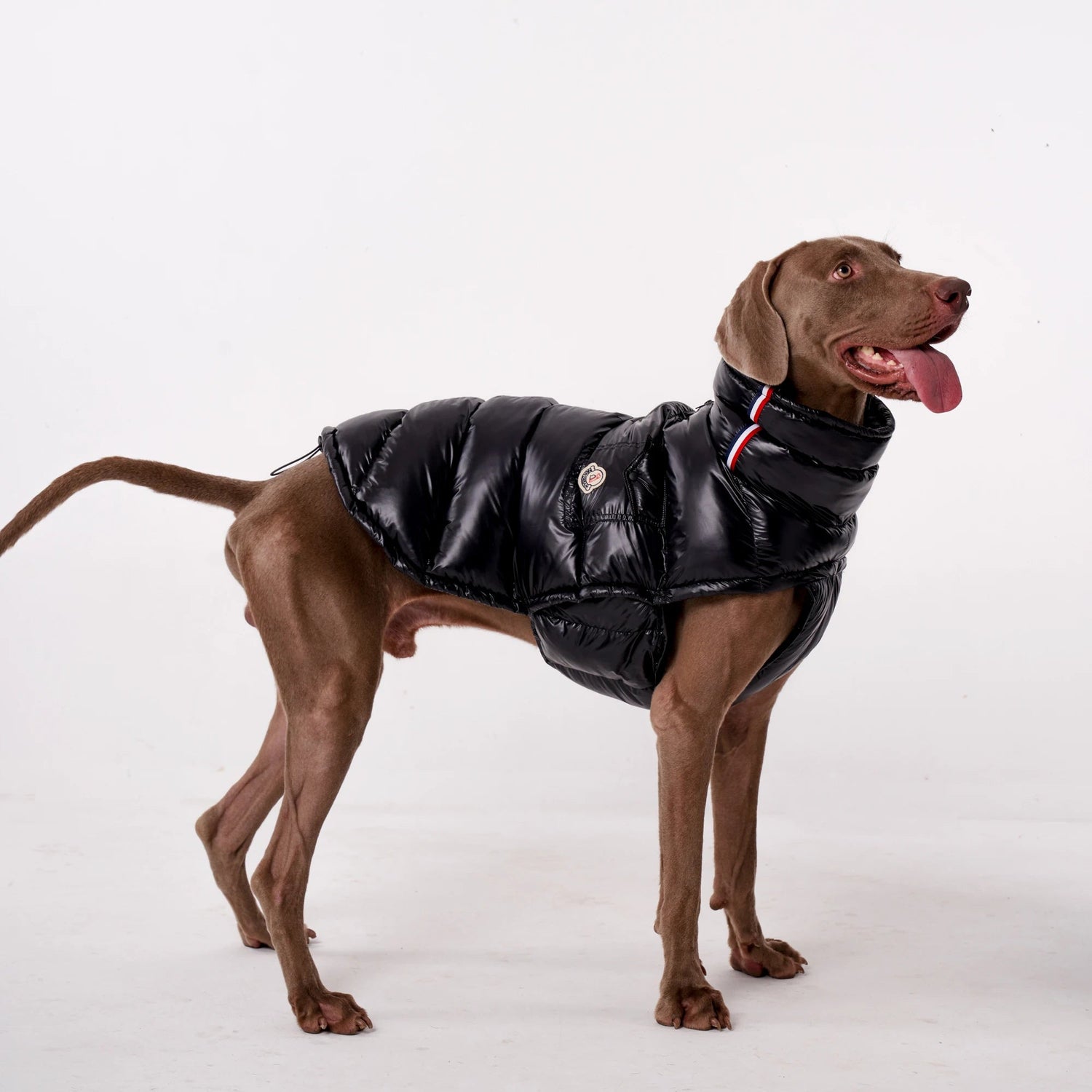 Dog Puffer Vest - Lightweight Warm Jacket for Small &amp; Large Dogs - PetLiveliest - PetLiveliest - 小型犬 - 法斗 - 狗狗