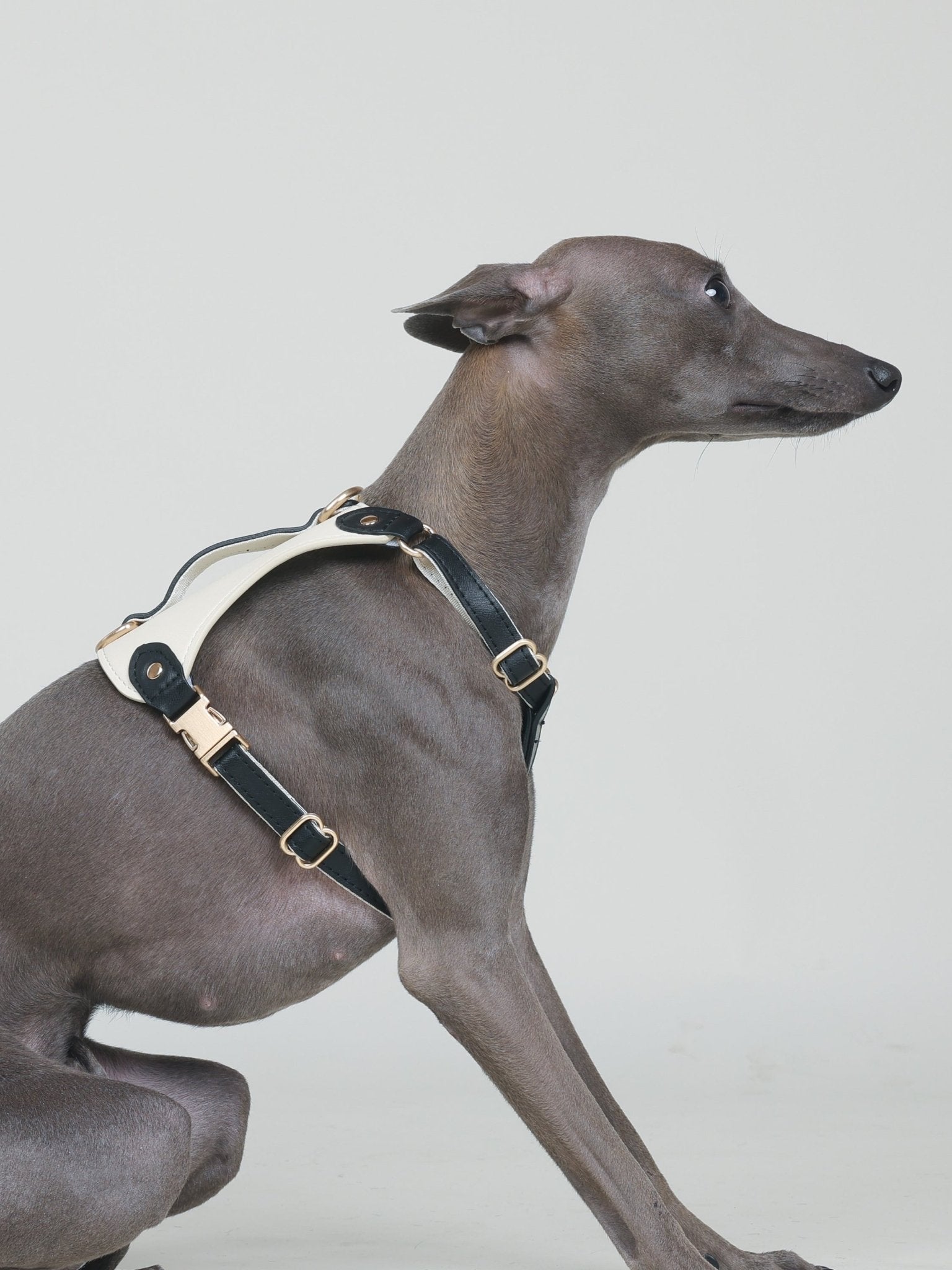 EQUES HARNESS - JET BLACK/WHITE - PetLiveliest - PetLiveliest - Car Booster Seat&amp;Harness - Harness - Harness&amp;Leash