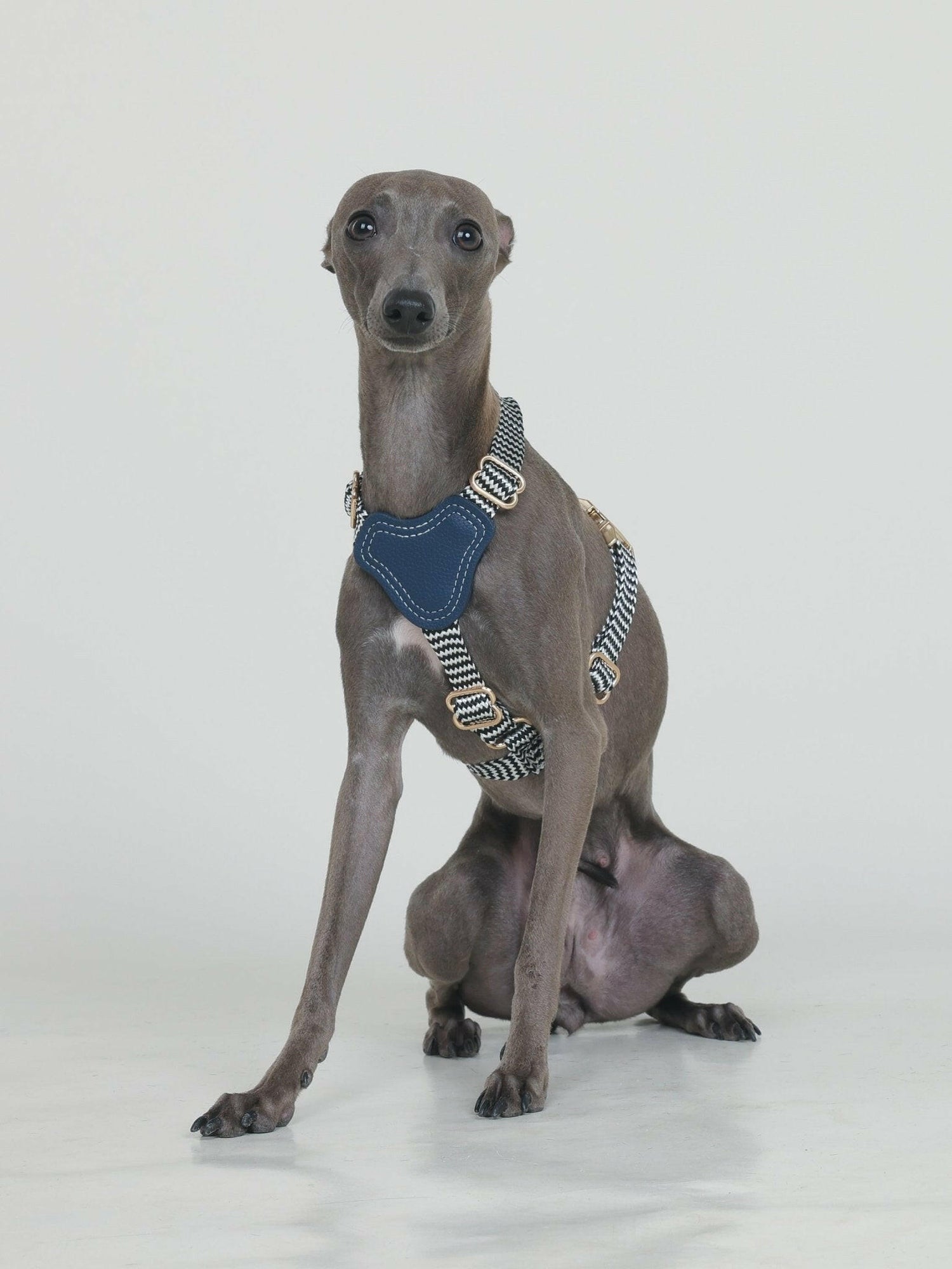 GLORIA HARNESS - ROYAL BLUE - PetLiveliest - PetLiveliest - Car Booster Seat&amp;Harness - Harness - Harness&amp;Leash