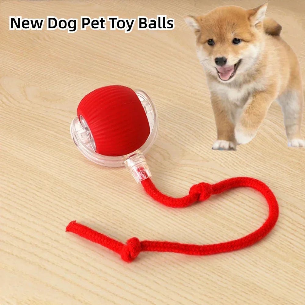 Rechargeable Smart dog Ball Toy - PetLiveliest - PetLiveliest - Cat Toy - Electric - Interactive