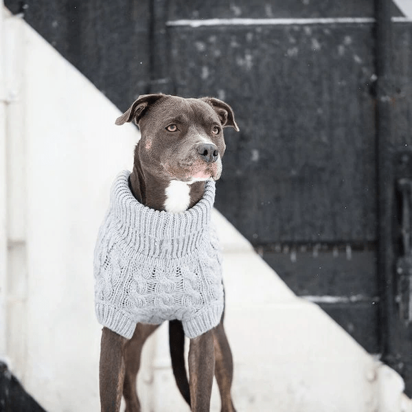 Cozy Knitwear Warm Winter Sweater - PetLiveliest - PetLiveliest