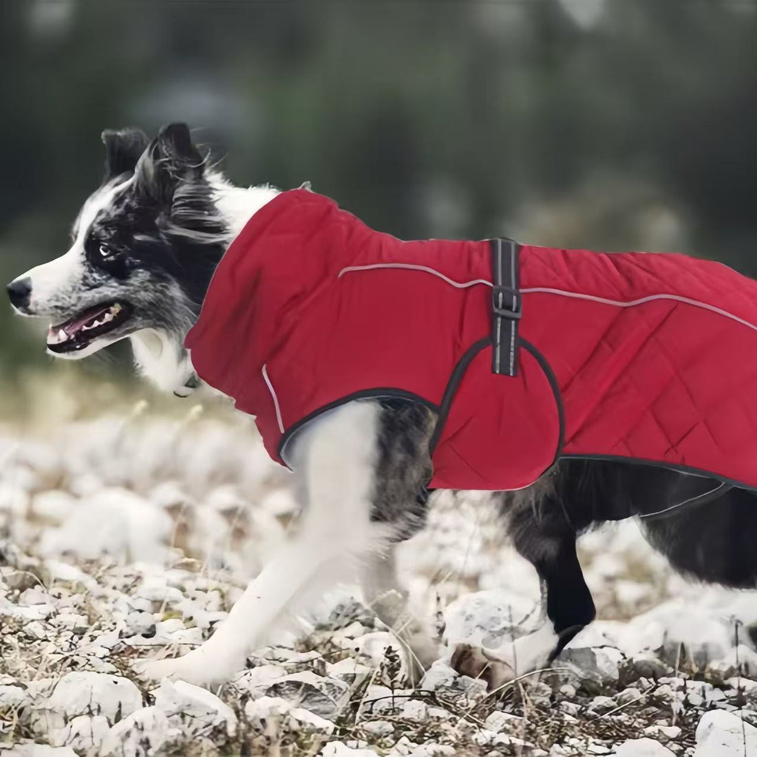 Winter Down Waterproof Dog Coat - PetLiveliest - PetLiveliest