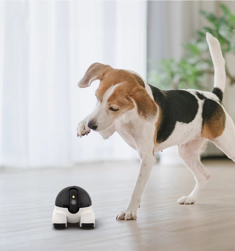 Wireless Pet Surveillance Camera - PetLiveliest - PetLiveliest - 云存储 - 夜视 - 宠物监控